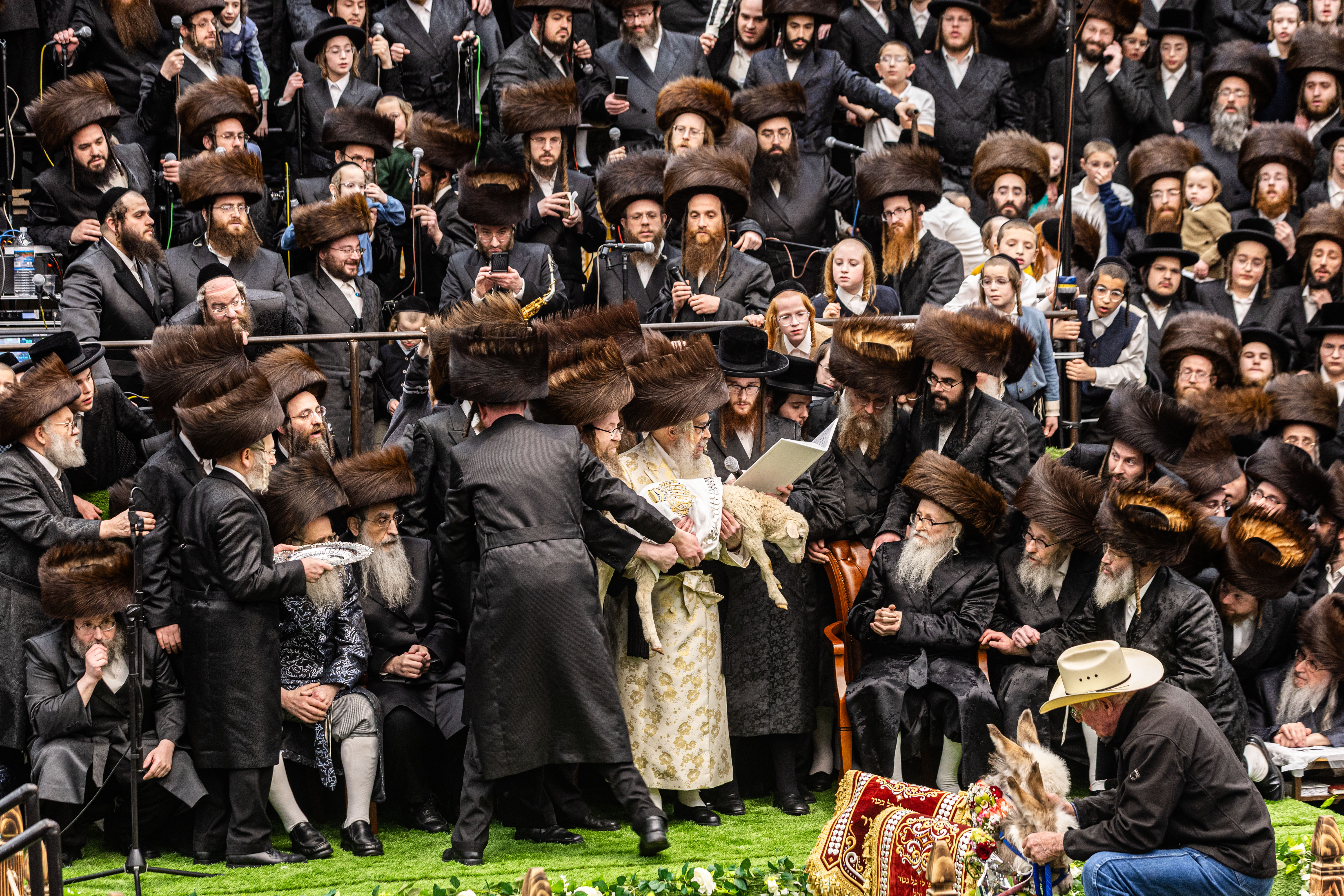 מעמד פדיון פטר חמור בסאטמר בהשתתפות האדמו"ר מסערדאהעלי