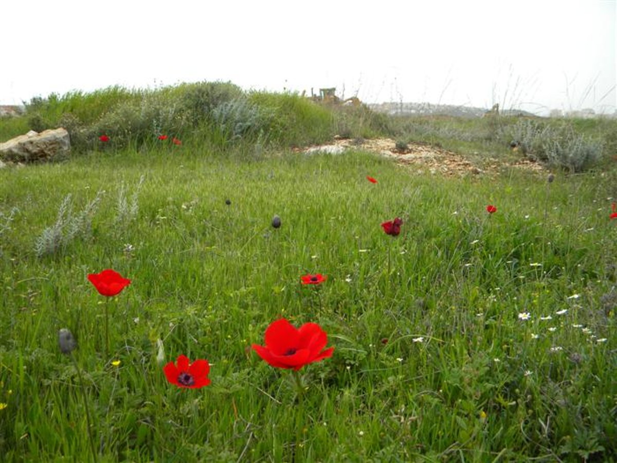 החלום נגנז: החלו העבודות למיקום הגדר מול מודיעין ע´