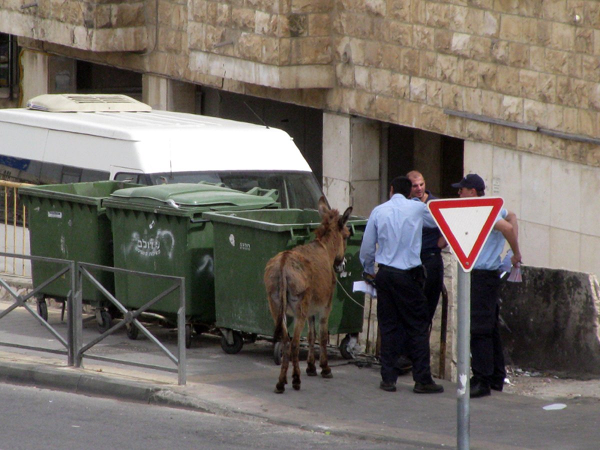 הנער מצא ביזנס מקורי: חמוֹר בשכונה