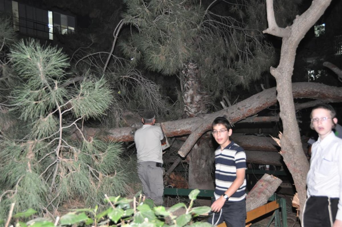 בני-ברק: עץ ענק ממדים קרס בתוך הגן; בנס לא היו נפגעים