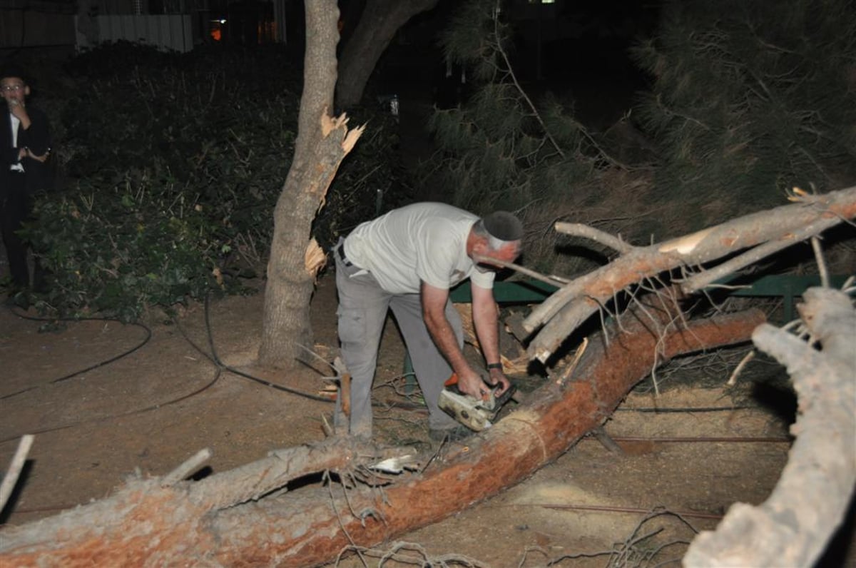 בני-ברק: עץ ענק ממדים קרס בתוך הגן; בנס לא היו נפגעים