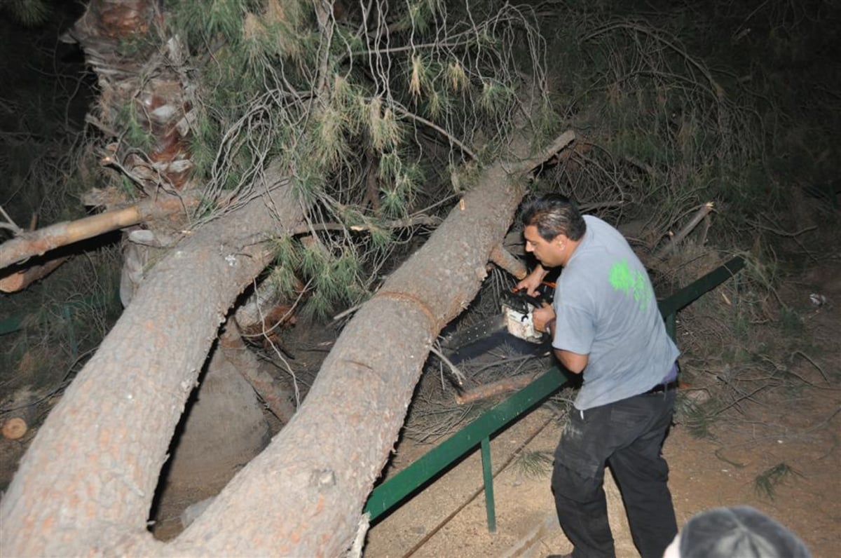 בני-ברק: עץ ענק ממדים קרס בתוך הגן; בנס לא היו נפגעים