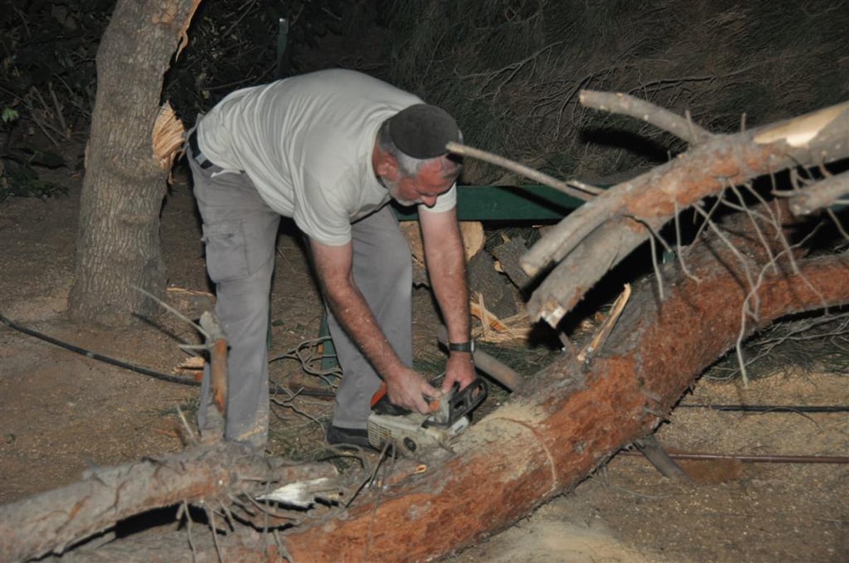 בני-ברק: עץ ענק ממדים קרס בתוך הגן; בנס לא היו נפגעים