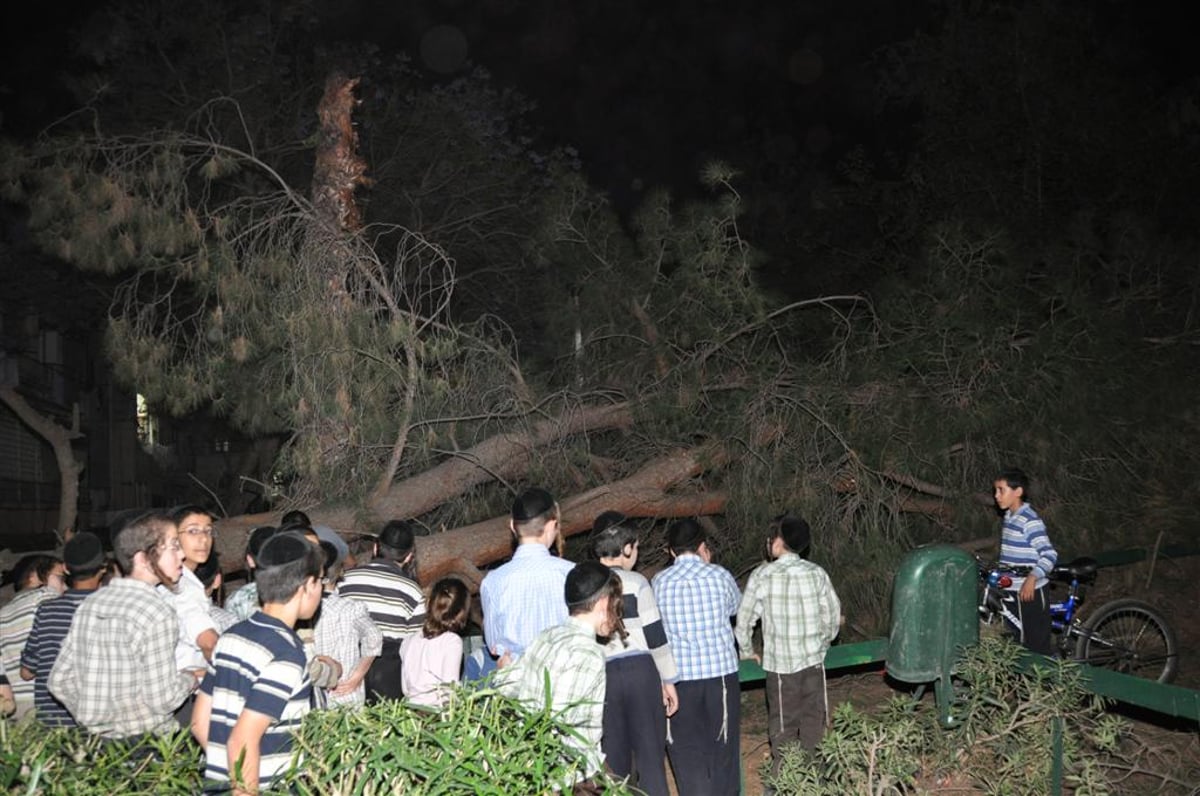 בני-ברק: עץ ענק ממדים קרס בתוך הגן; בנס לא היו נפגעים