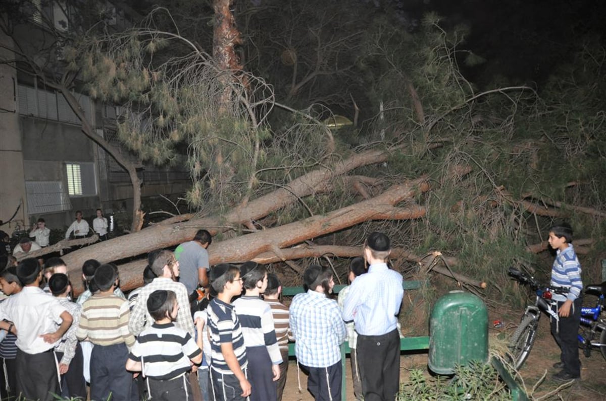 בני-ברק: עץ ענק ממדים קרס בתוך הגן; בנס לא היו נפגעים