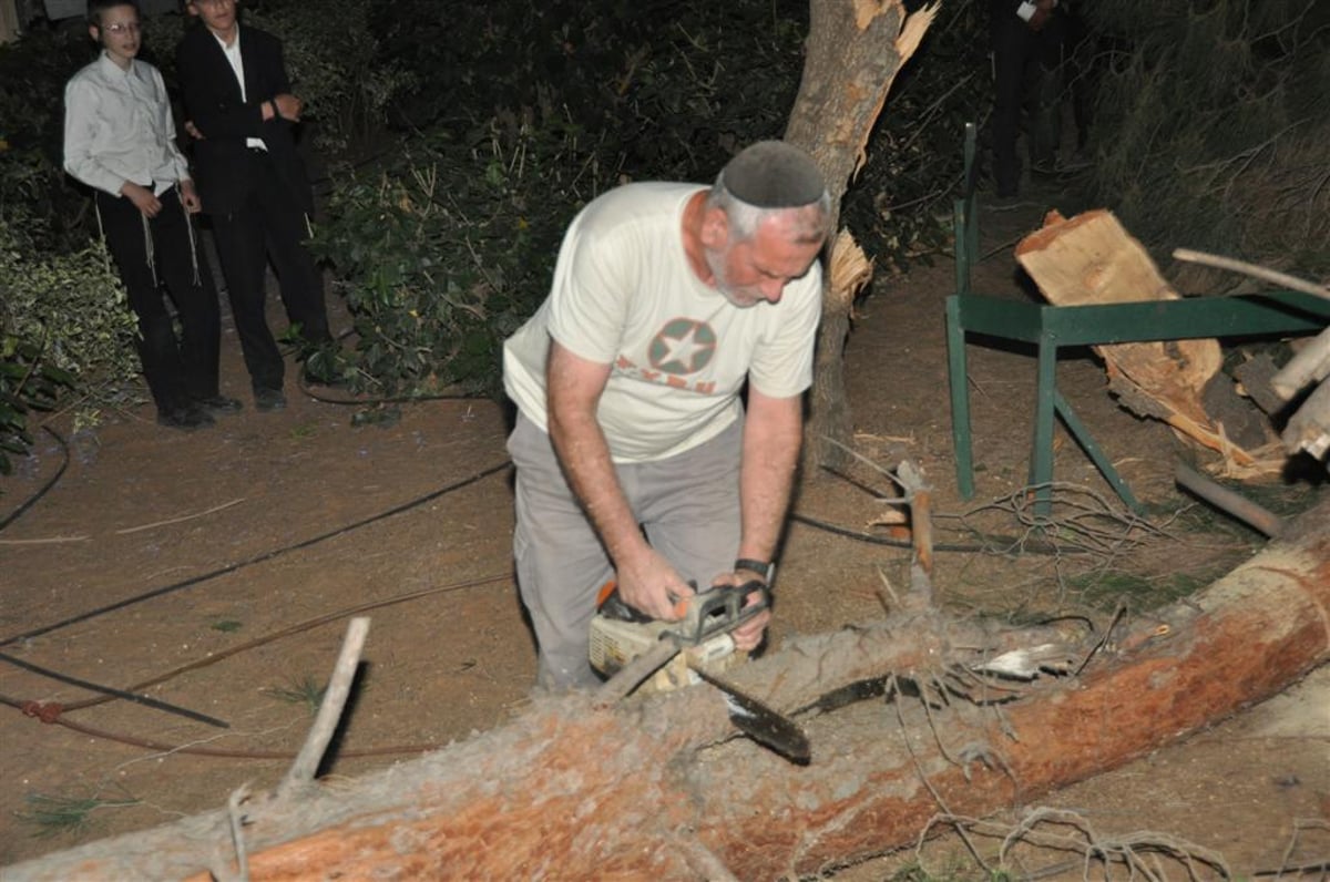 בני-ברק: עץ ענק ממדים קרס בתוך הגן; בנס לא היו נפגעים