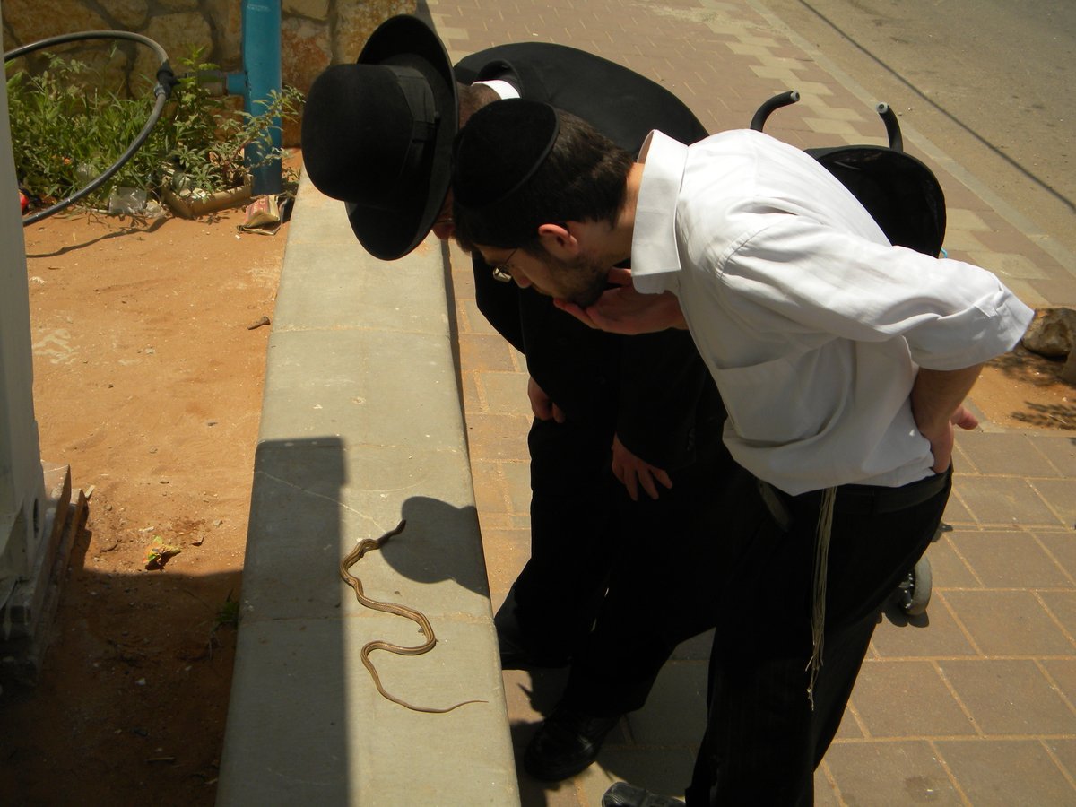 האברך נדהם: נחש צץ מתוך הגמרא