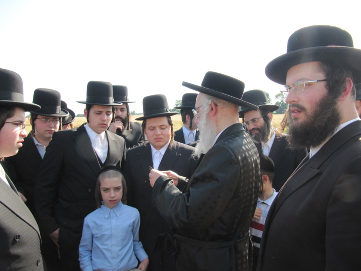 זריזין מקדימין: האדמו"ר מוויען קוצר חיטים