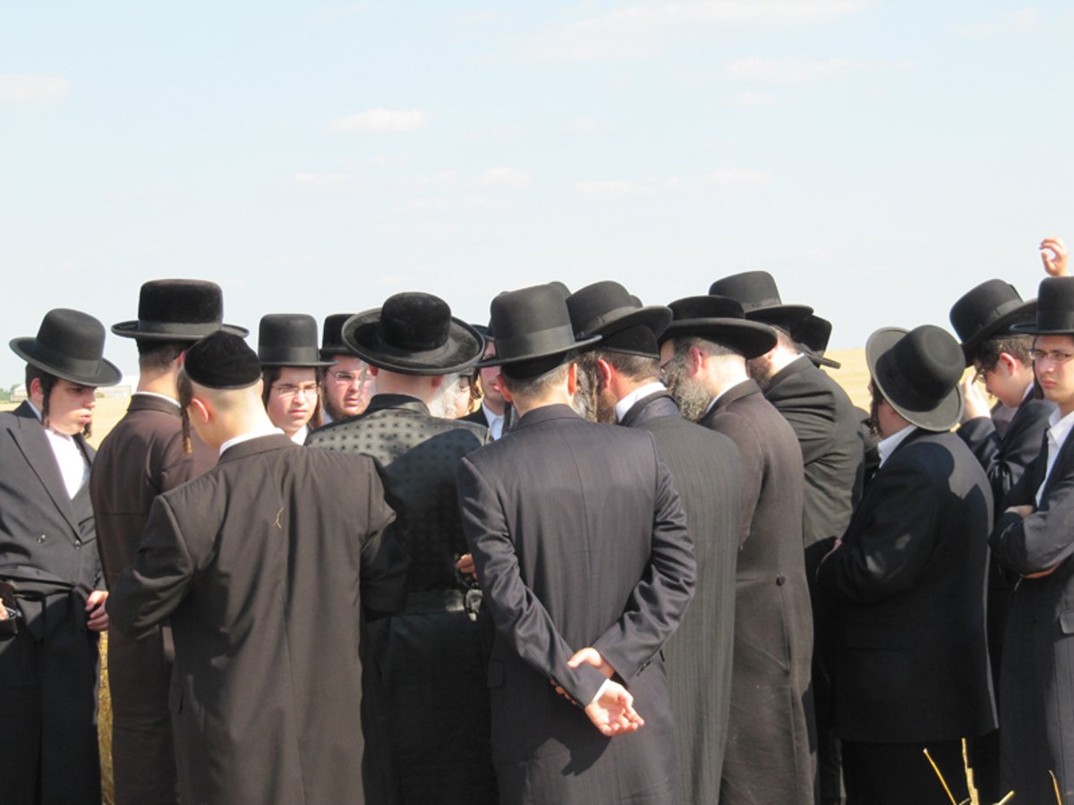 זריזין מקדימין: האדמו"ר מוויען קוצר חיטים