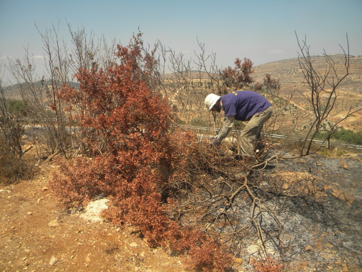 הקפאה? בשומרון בונים את היישובים שנחרבו, מחדש