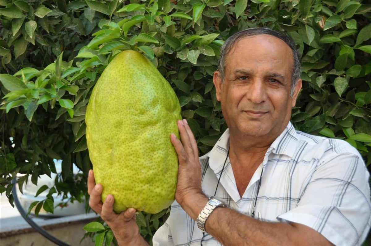 לעיניי הגראי"ל שטיינמן: אתרוג השוקל 7.5 ק"ג