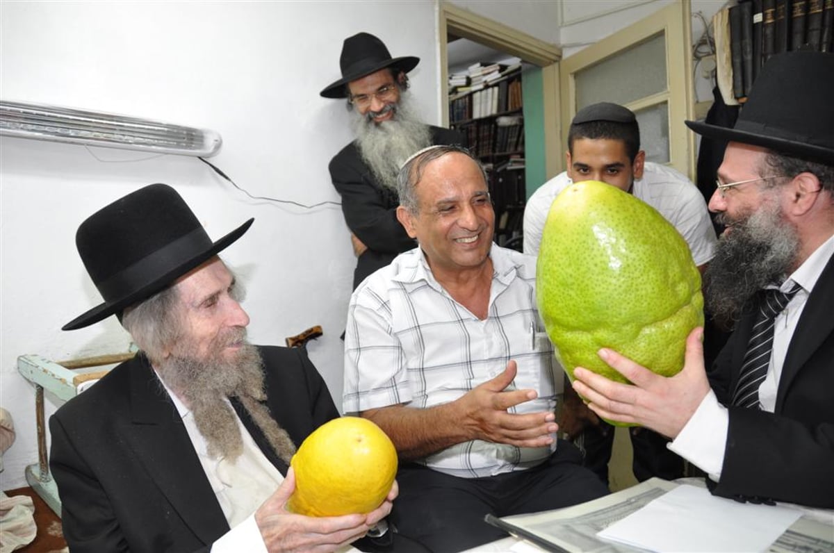 לעיניי הגראי"ל שטיינמן: אתרוג השוקל 7.5 ק"ג