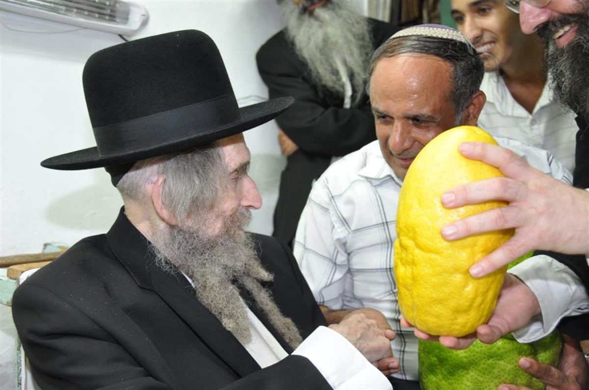 לעיניי הגראי"ל שטיינמן: אתרוג השוקל 7.5 ק"ג