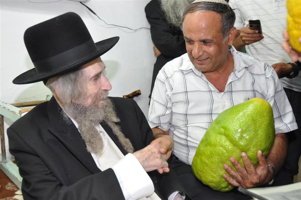 לעיניי הגראי"ל שטיינמן: אתרוג השוקל 7.5 ק"ג