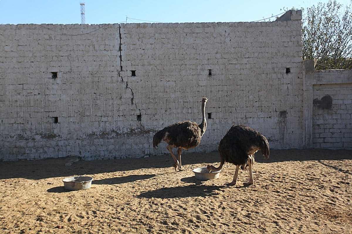 אלפי שנים לאחר השיעבוד: צלם "כיכר" מתעד במצרים