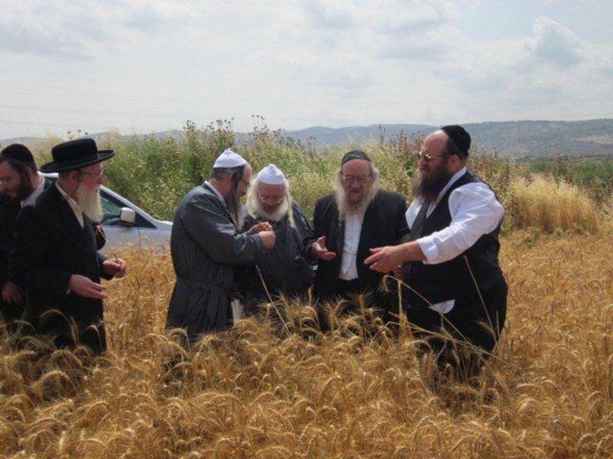 גלריה: קציר חיטים של הרב יעקב בלוי חבר "העדה החרדית"