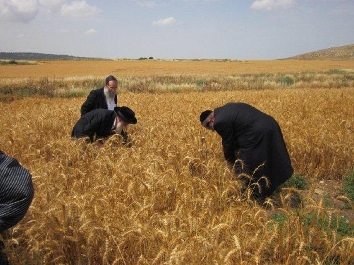 גלריה: קציר חיטים של הרב יעקב בלוי חבר "העדה החרדית"