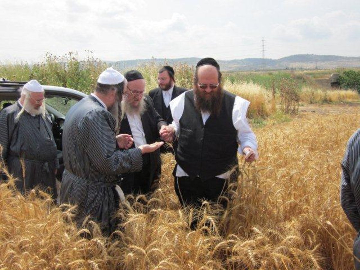 גלריה: קציר חיטים של הרב יעקב בלוי חבר "העדה החרדית"