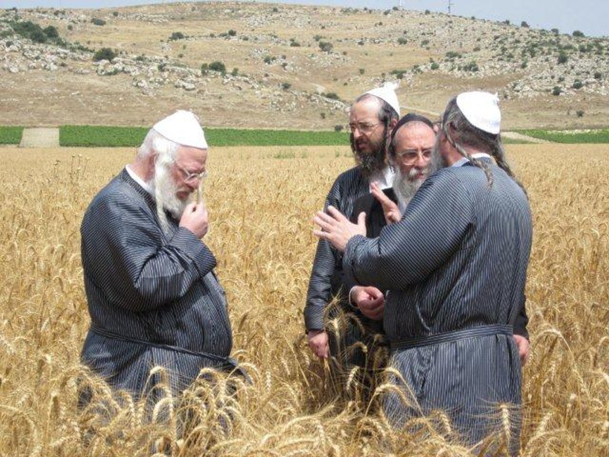 גלריה: קציר חיטים של הרב יעקב בלוי חבר "העדה החרדית"