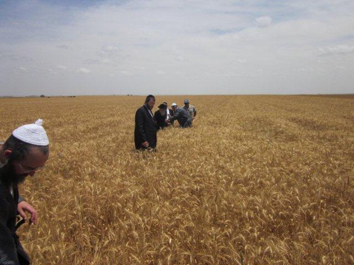 גלריה: קציר חיטים של הרב יעקב בלוי חבר "העדה החרדית"