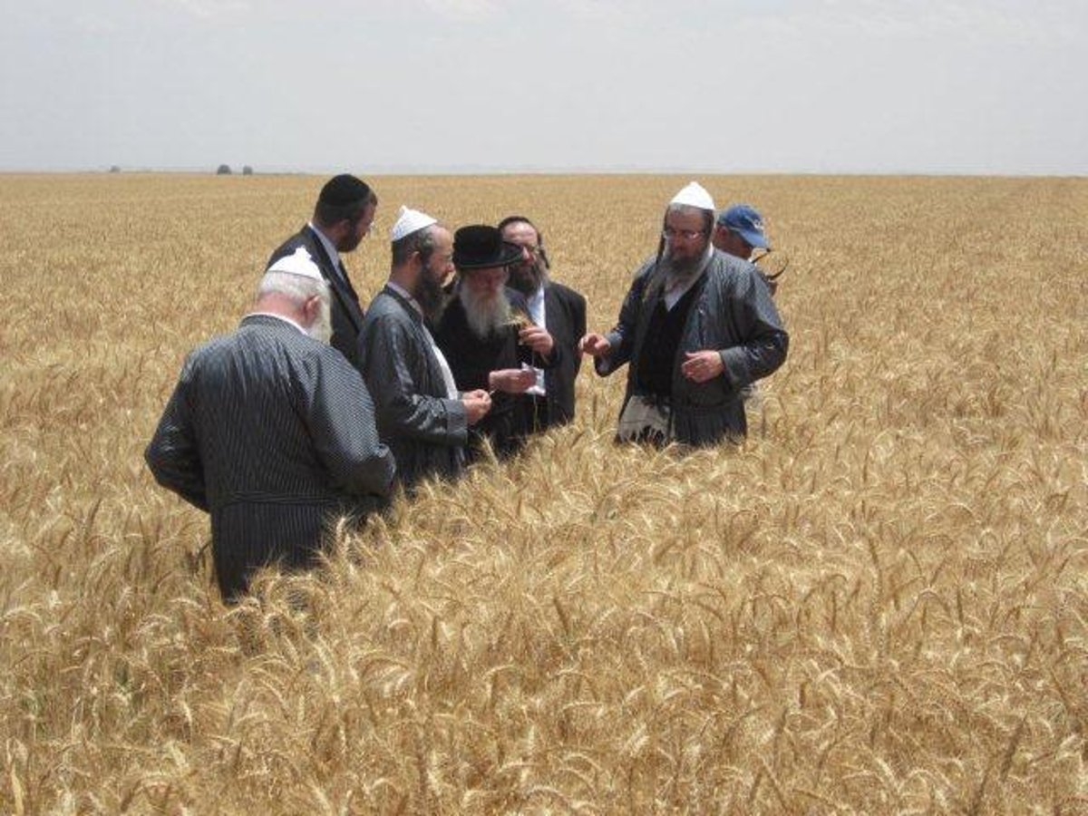 גלריה: קציר חיטים של הרב יעקב בלוי חבר "העדה החרדית"