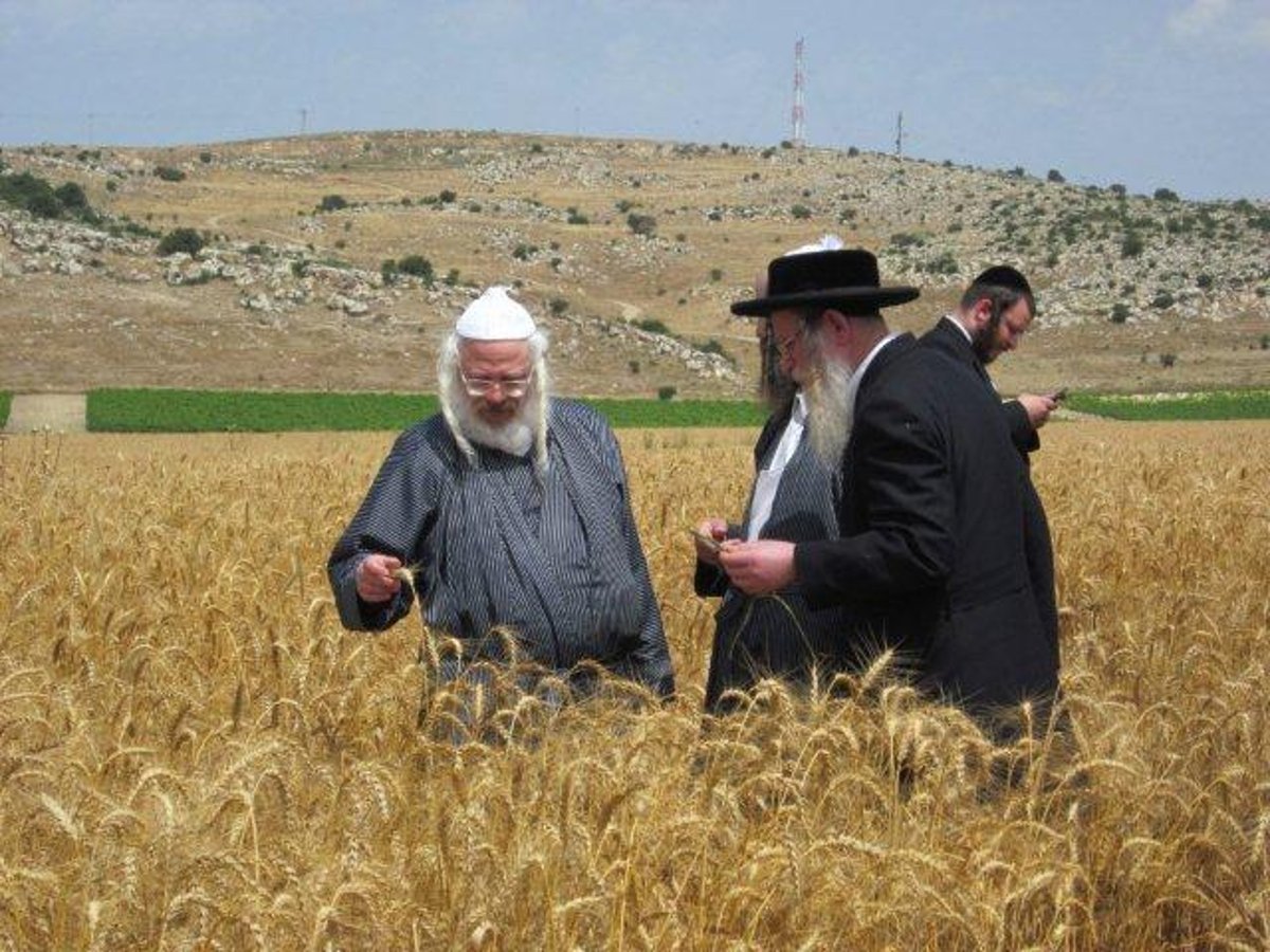 גלריה: קציר חיטים של הרב יעקב בלוי חבר "העדה החרדית"