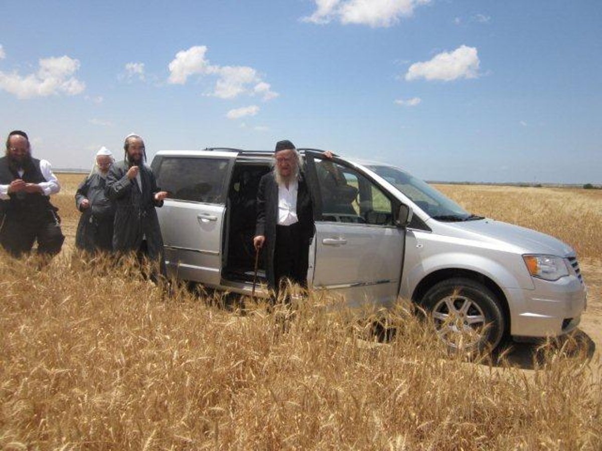 גלריה: קציר חיטים של הרב יעקב בלוי חבר "העדה החרדית"