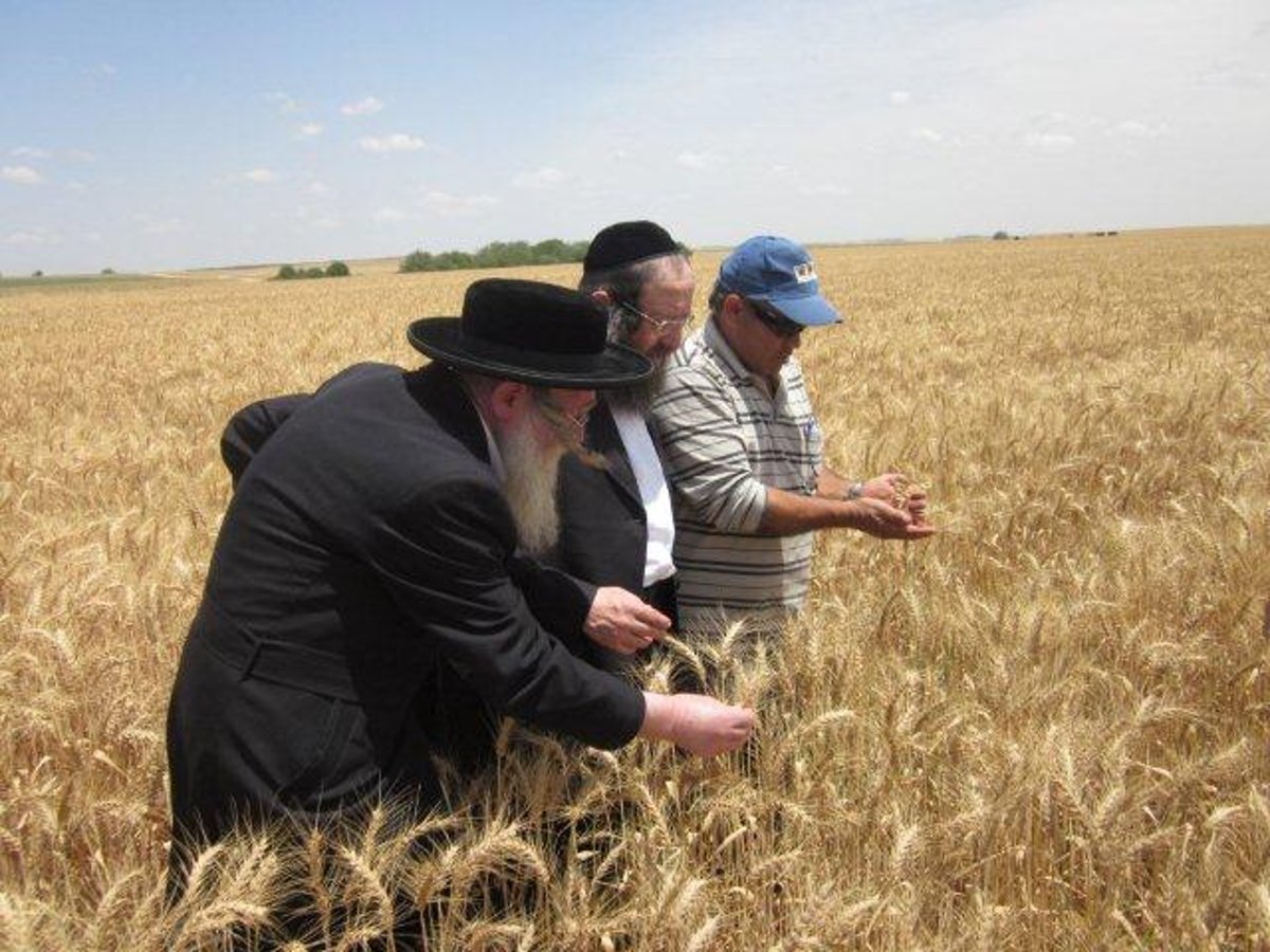 גלריה: קציר חיטים של הרב יעקב בלוי חבר "העדה החרדית"