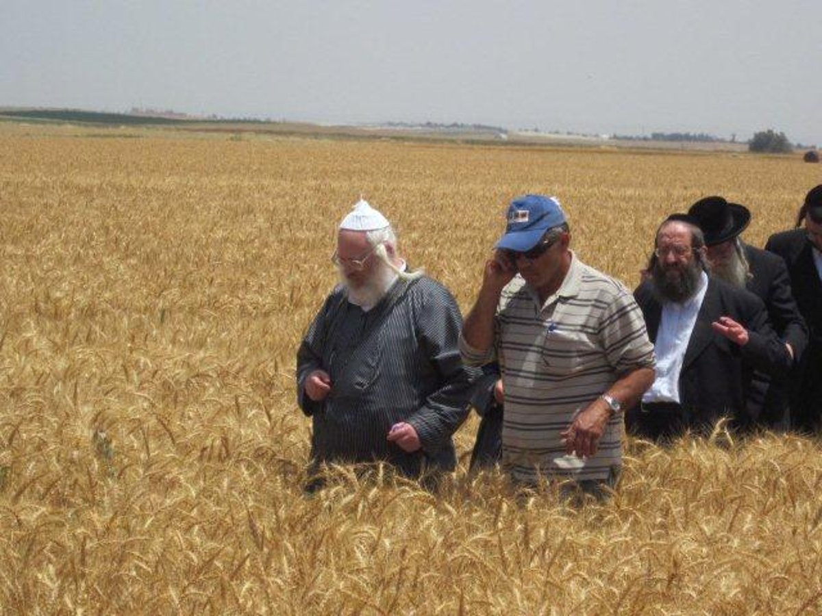 גלריה: קציר חיטים של הרב יעקב בלוי חבר "העדה החרדית"