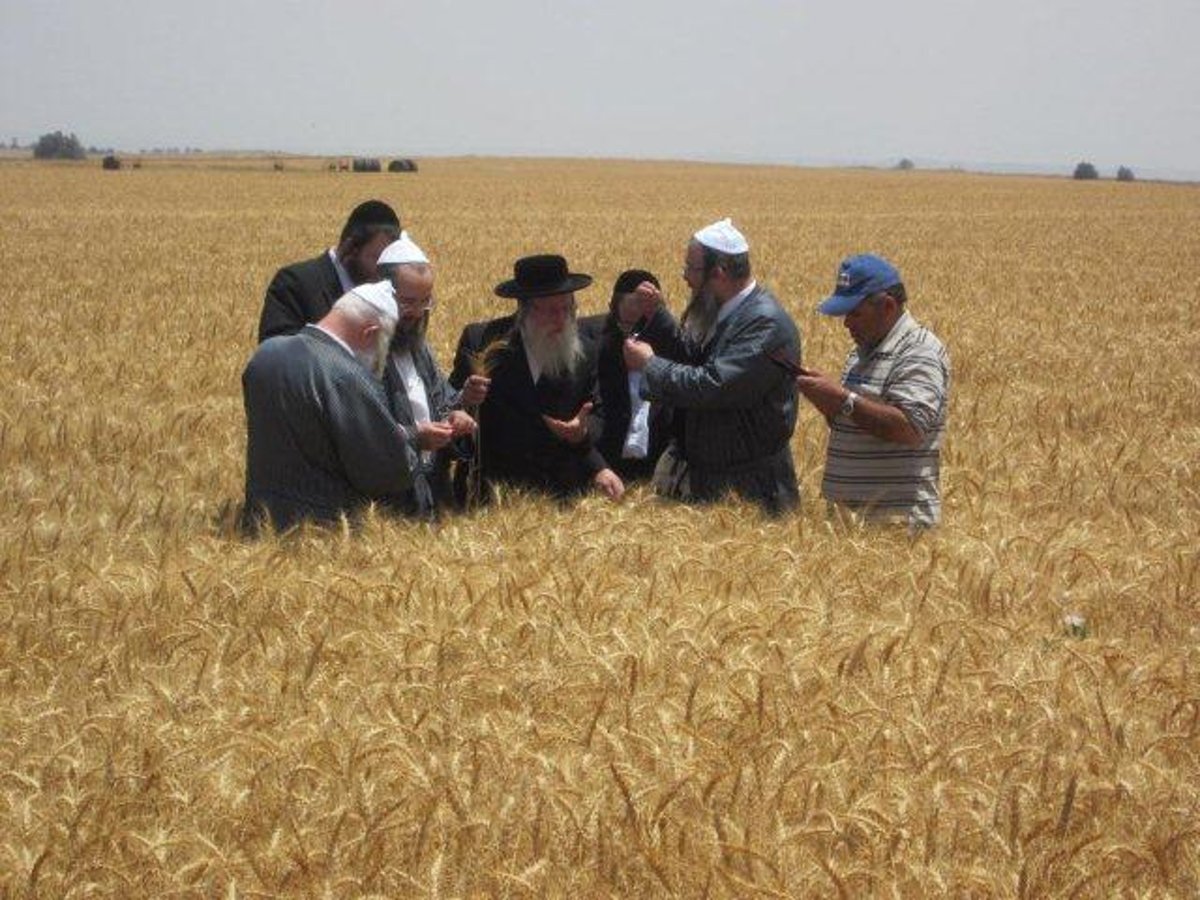 גלריה: קציר חיטים של הרב יעקב בלוי חבר "העדה החרדית"