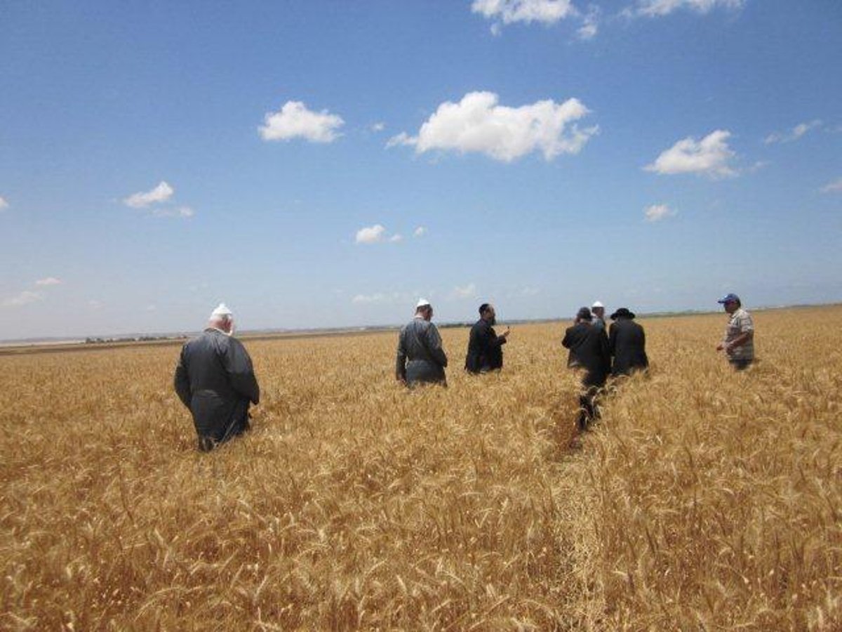 גלריה: קציר חיטים של הרב יעקב בלוי חבר "העדה החרדית"