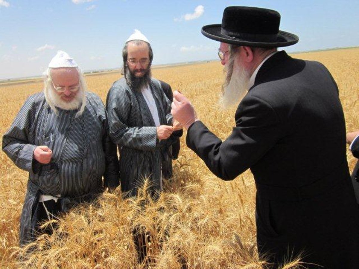 גלריה: קציר חיטים של הרב יעקב בלוי חבר "העדה החרדית"