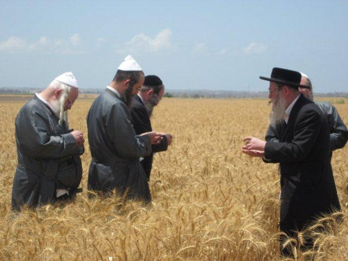 גלריה: קציר חיטים של הרב יעקב בלוי חבר "העדה החרדית"