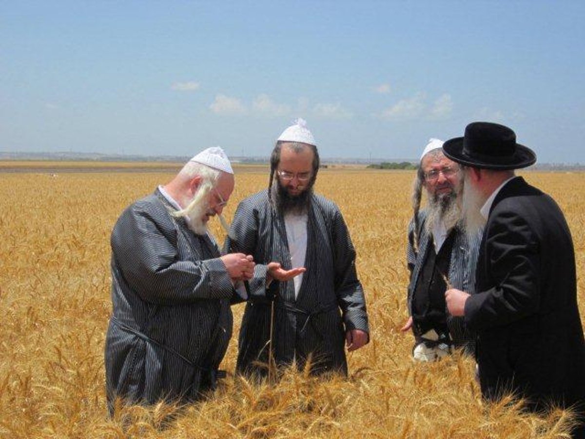 גלריה: קציר חיטים של הרב יעקב בלוי חבר "העדה החרדית"