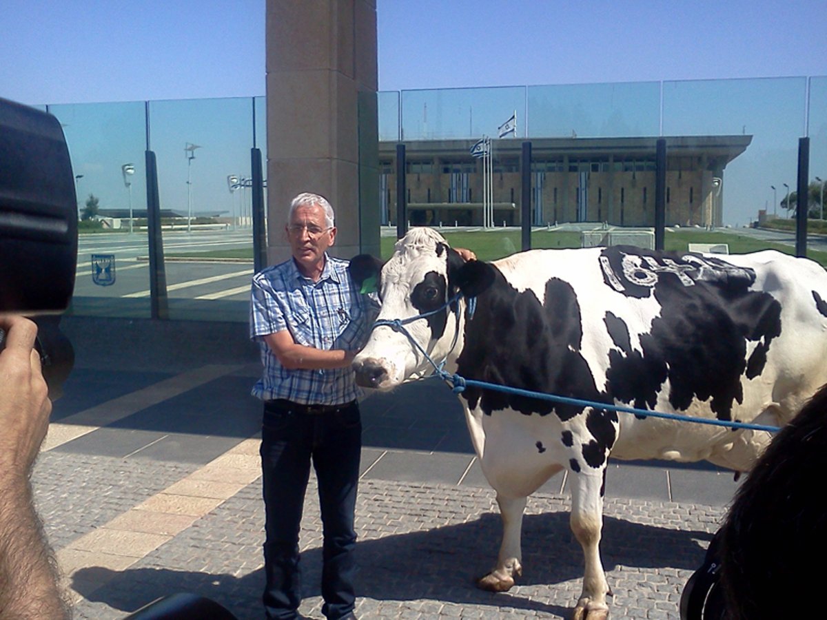 מאבק הקוטג' עולה שלב: פרה בכנסת