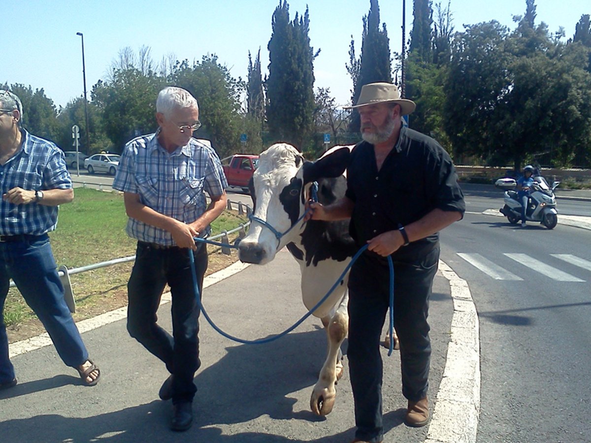 מאבק הקוטג' עולה שלב: פרה בכנסת