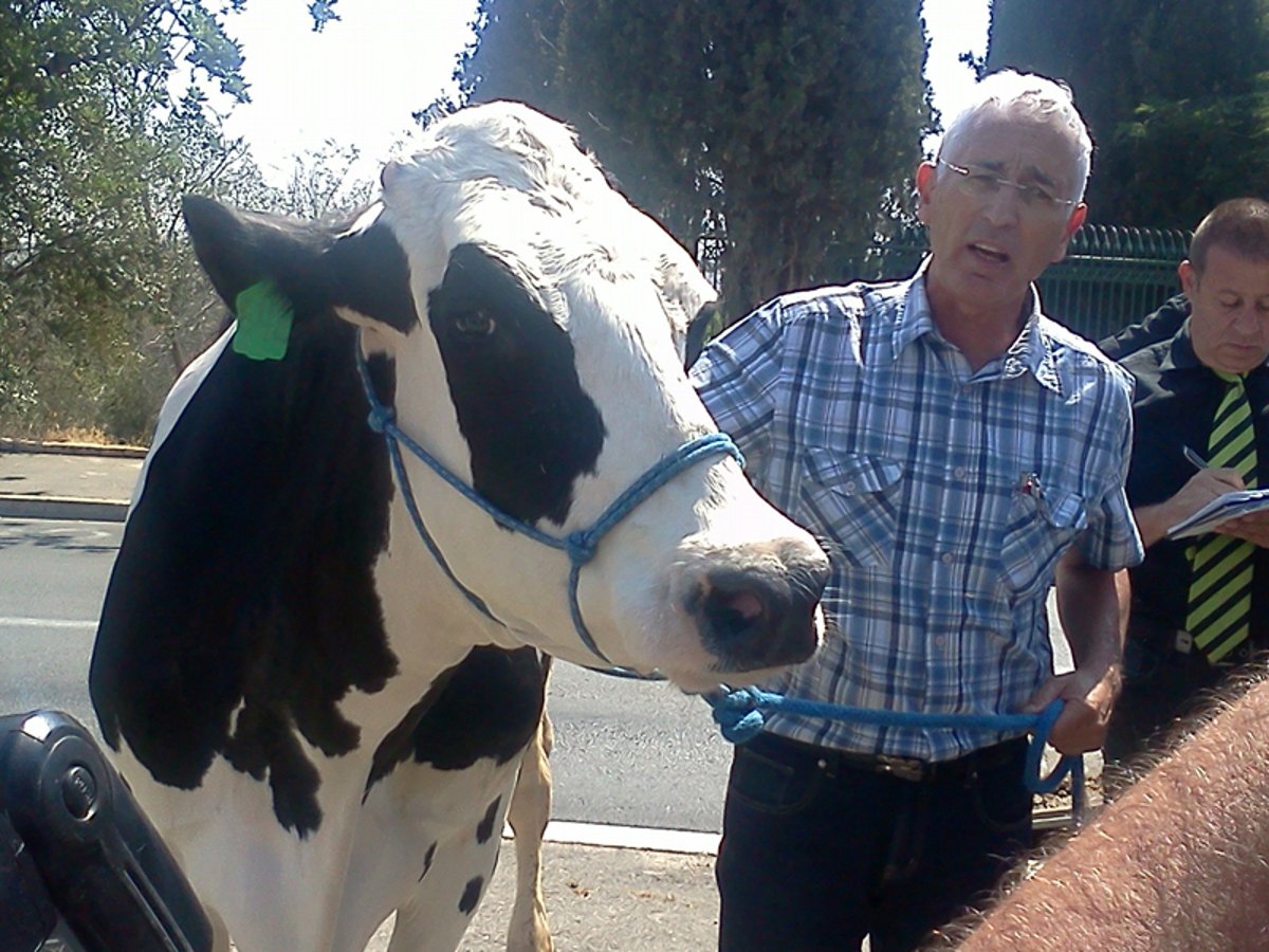 מאבק הקוטג' עולה שלב: פרה בכנסת