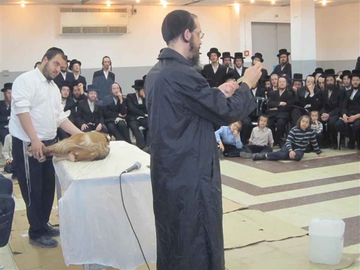 פתחו שולחן: באמצע הכולל נשחט הטלה