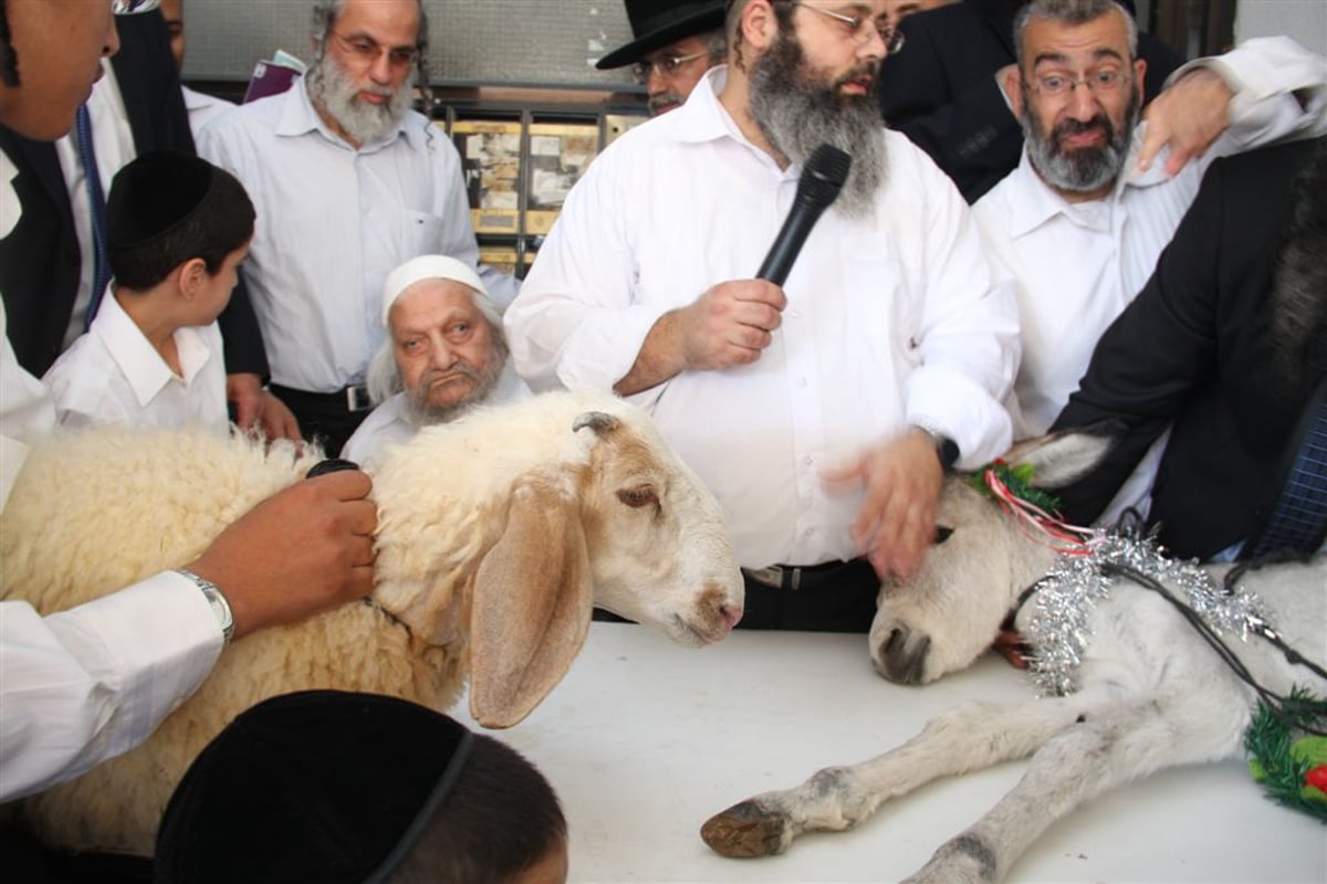 חג בחצר המקובל: פדיון פטר חמור