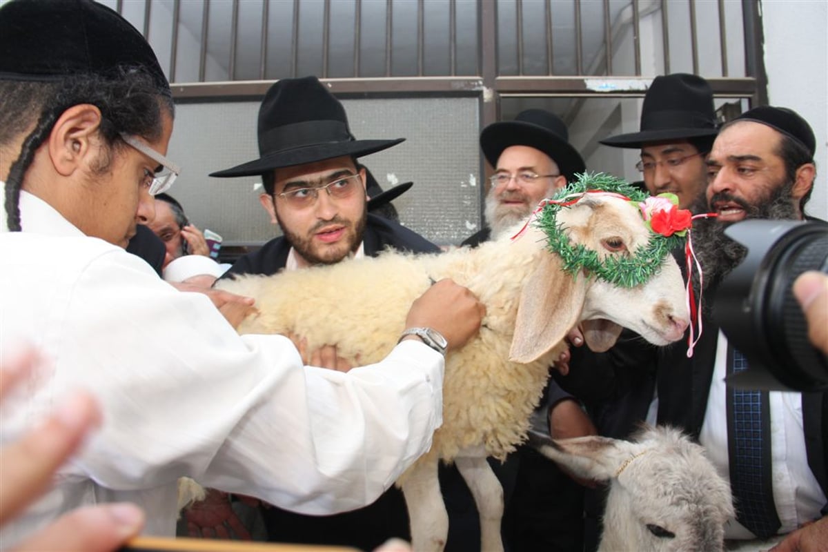 חג בחצר המקובל: פדיון פטר חמור