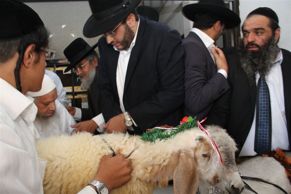 חג בחצר המקובל: פדיון פטר חמור