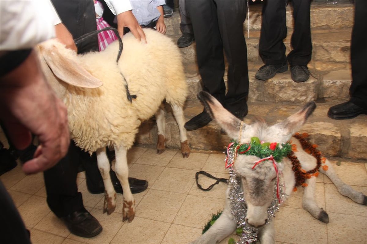 חג בחצר המקובל: פדיון פטר חמור