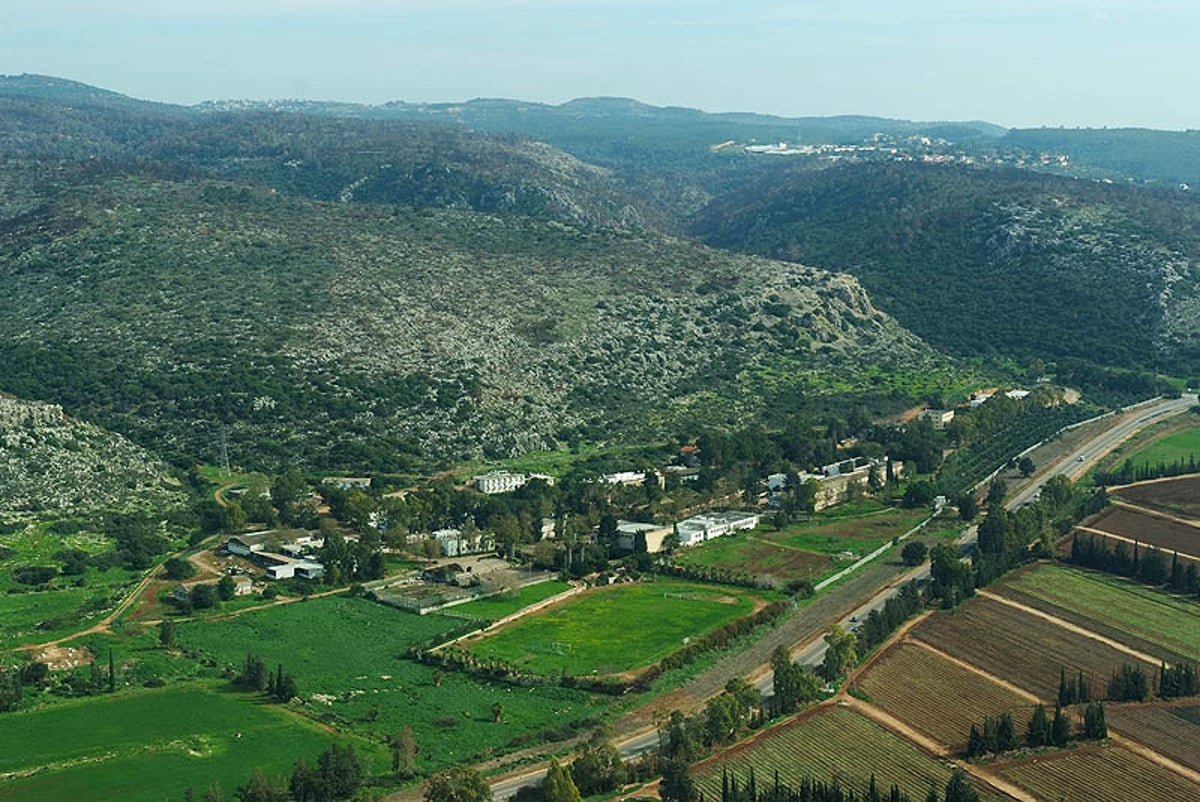 שנה לאסון הכרמל: "היער ישקם עצמו בעוד 20 שנה"