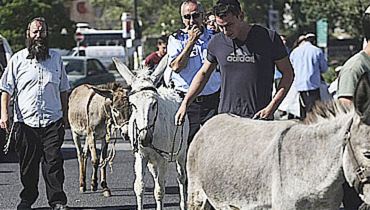 מצעד החמורים