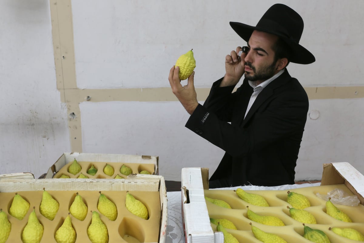 ערב יום כיפור במאה שערים: אתרוגים וסוכות