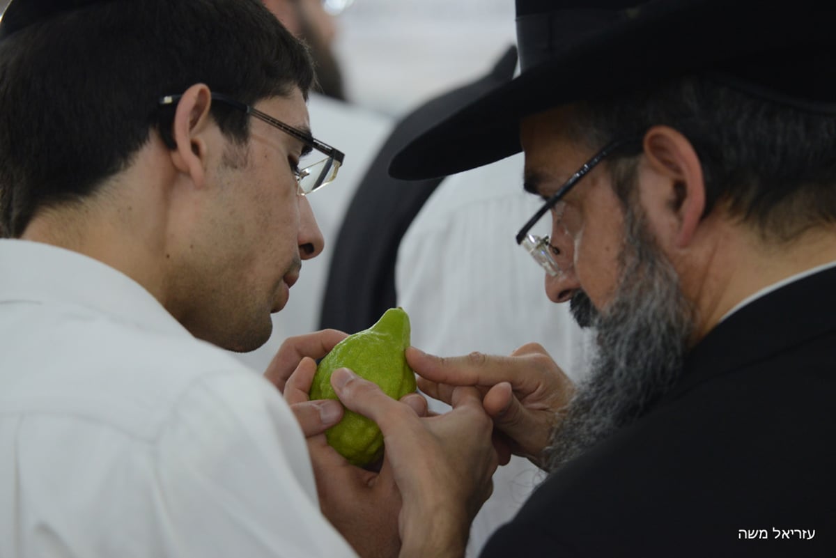 הכי מהודר שיש ● בני-ברק רוכשת את ארבעת המינים