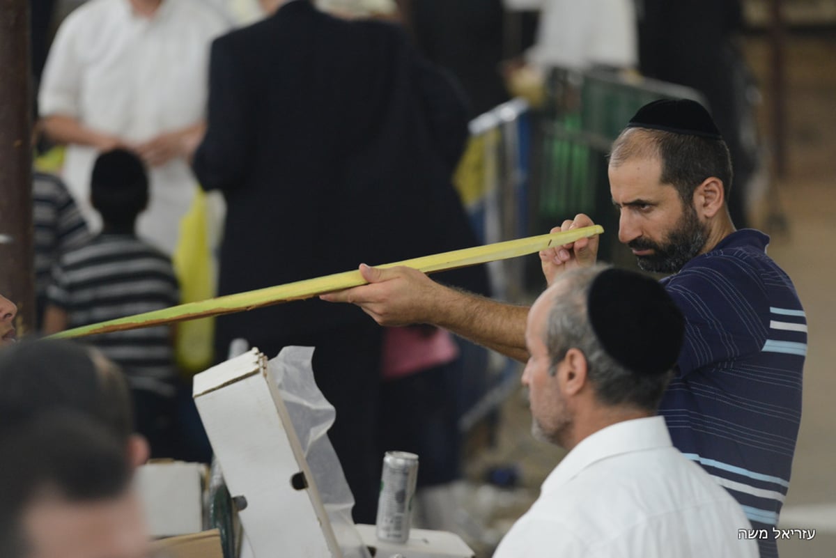 הכי מהודר שיש ● בני-ברק רוכשת את ארבעת המינים