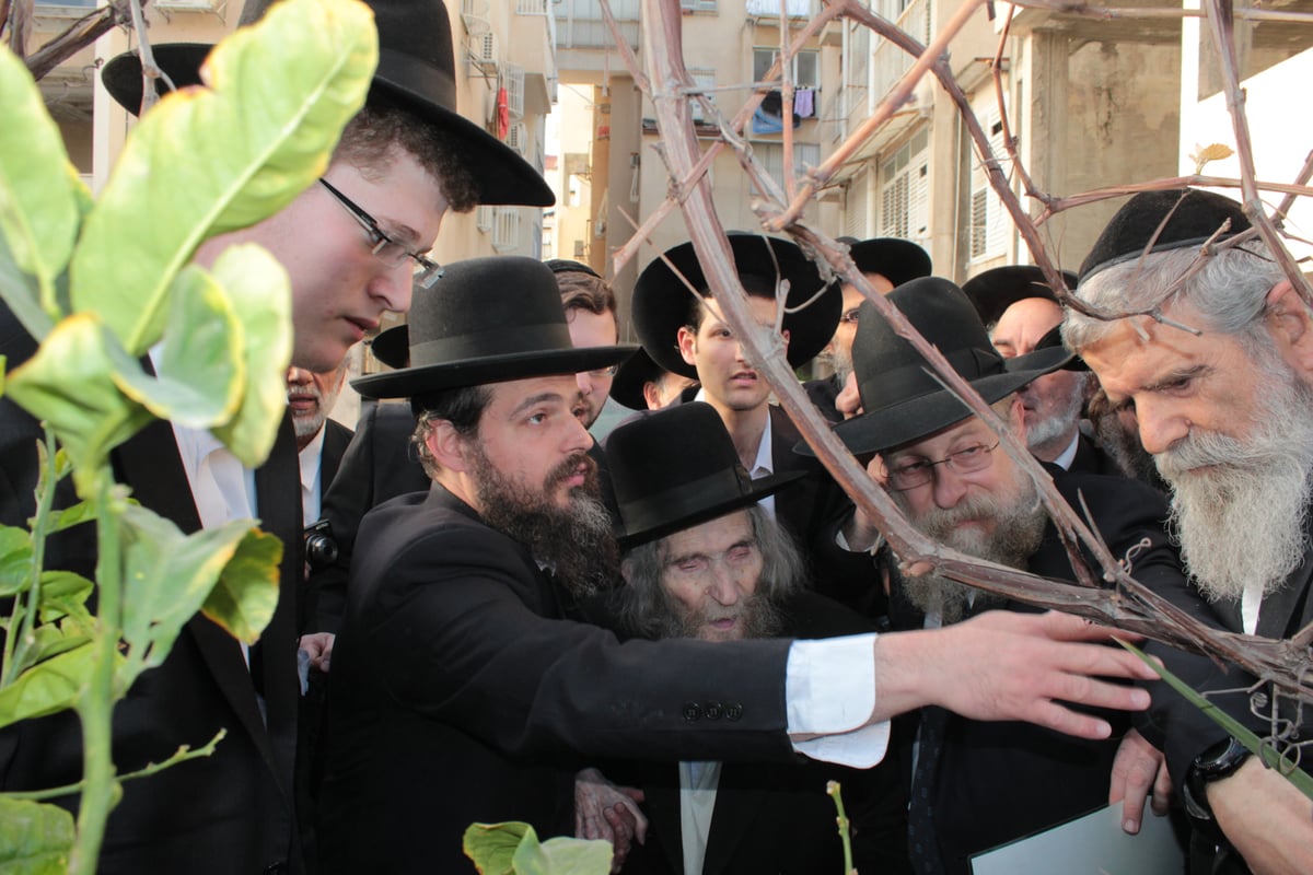 צפו בוידאו ותמונות: מרן הגראי"ל שטיינמן בברכת האילנות