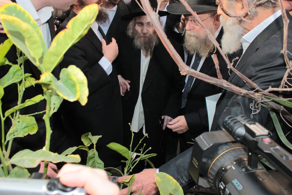 צפו בוידאו ותמונות: מרן הגראי"ל שטיינמן בברכת האילנות