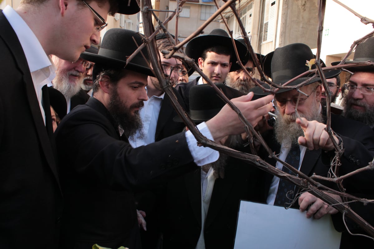 צפו בוידאו ותמונות: מרן הגראי"ל שטיינמן בברכת האילנות